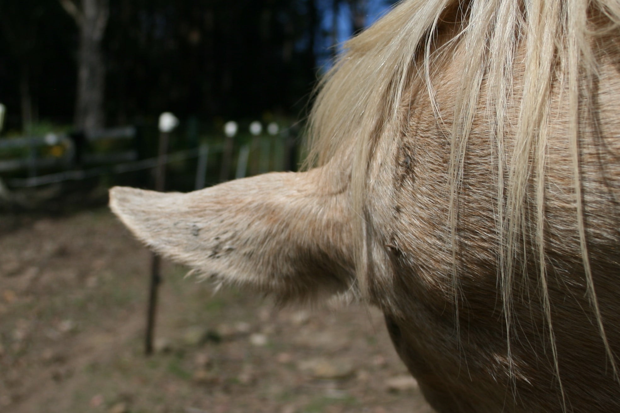 preventing rain rot on horse